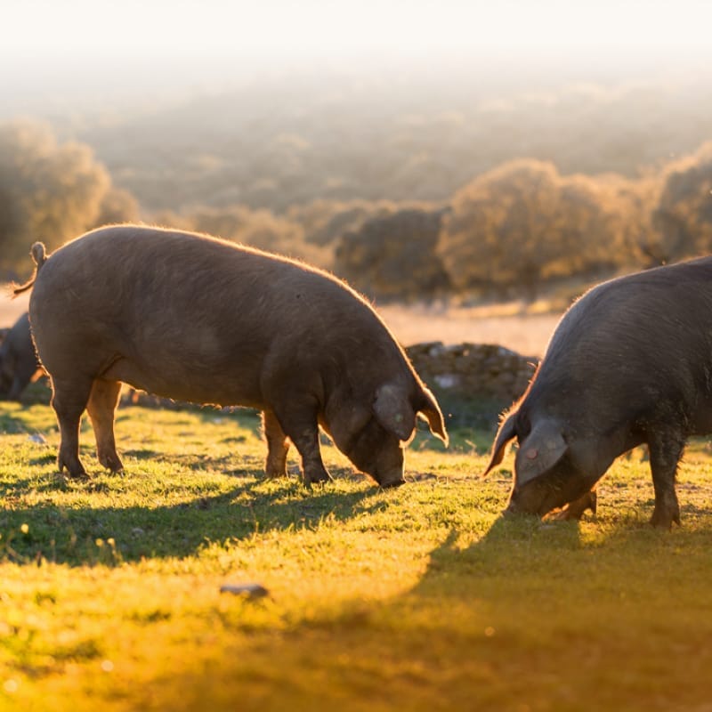 Schweine auf der Wiese